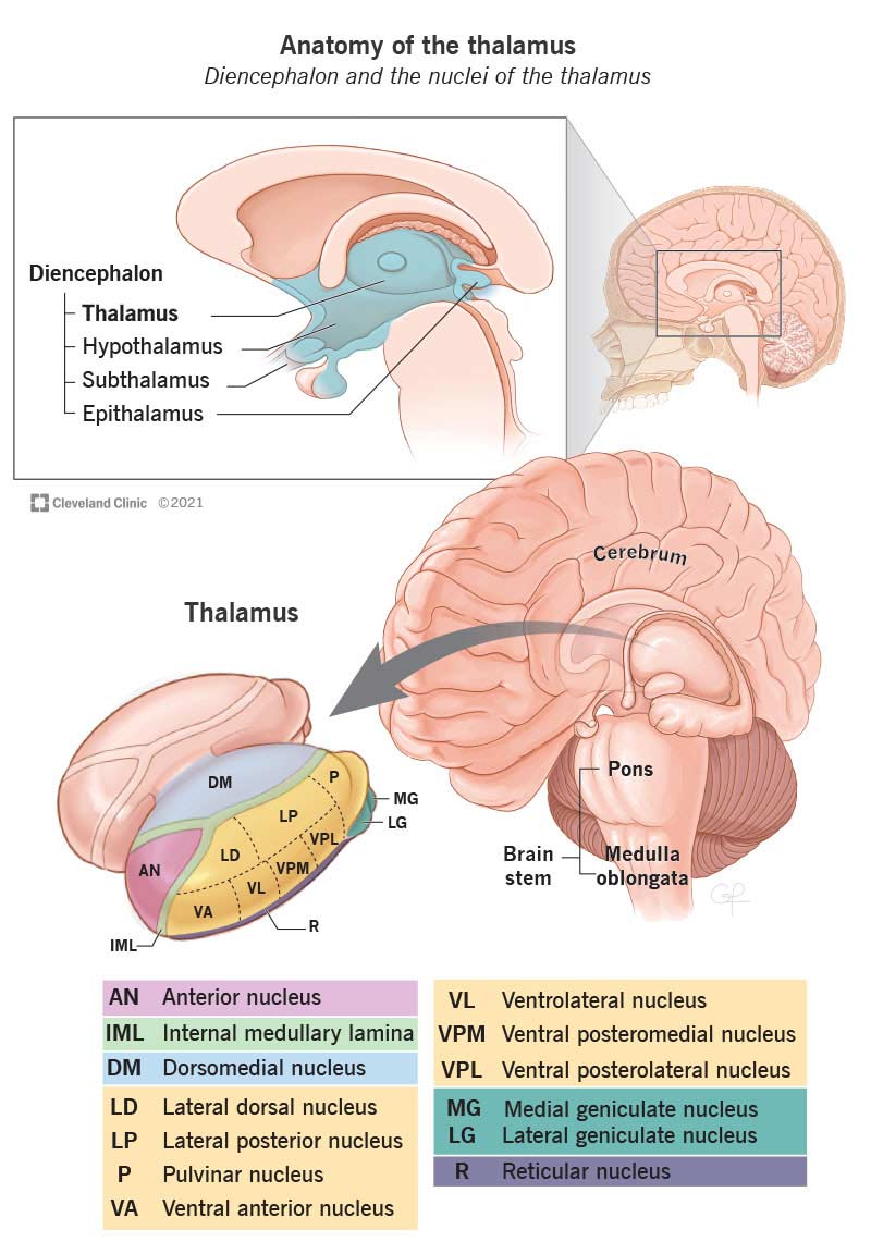 Thalamus