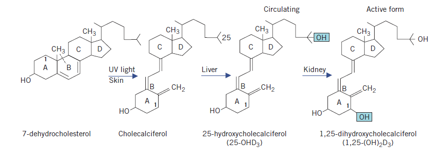 Vitamin D pathways